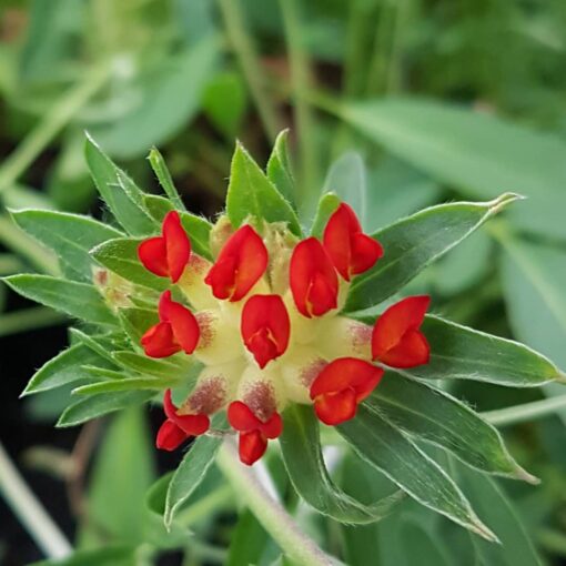 coccinea  Lady's Fingers X 10 SEED Alpine Plant Seeds Anthyllis vulneraria var 