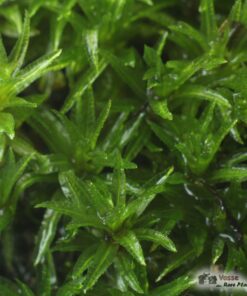 Brocade Moss Hypnum imponens musgo vivo para Terrarium Vivarium Riparium  Kokedama -  México