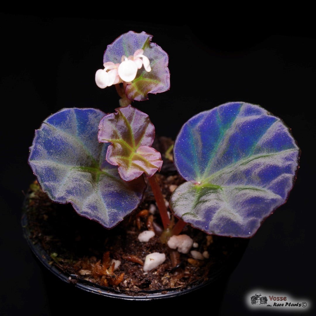 Nieuw in ons assortiment Begonia sp. “Sarawak”