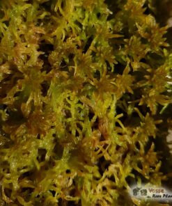 Sphagnum flexuosum