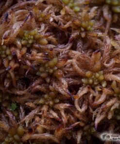 Sphagnum pseudocymbifolium