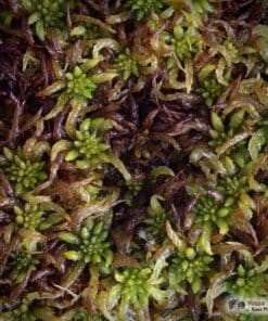 Sphagnum austinii