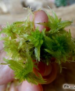 Sphagnum planifolium